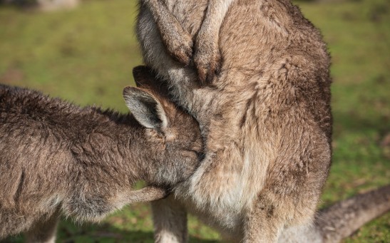 What's Inside a Kangaroo Pouch? Florida Safari Park Shares A Video of What It Looks Like and Shocked Millions of People