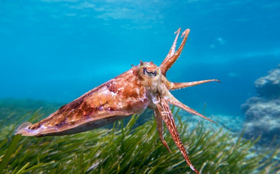 Donut-Brained Cuttlefish Passed a Cephalopod Cognitive Test: How Smart are These Marine Mollusks?