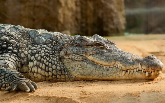 Gustave the Crocodile: The Giant Man-Eater from Burundi Who Have Eaten 300 People