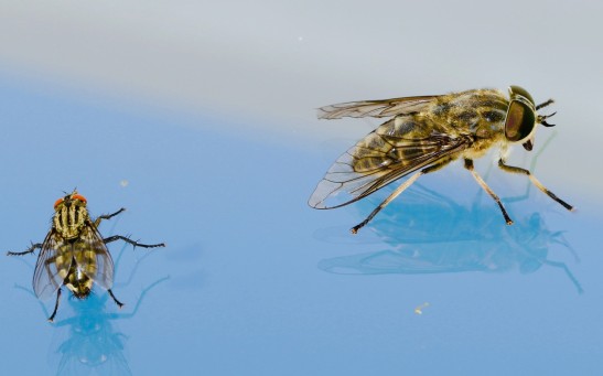 Fruit Flies Exposed to Other Fly Carcasses Dies Faster, Scientists Explain Why This Happen