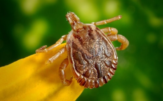 Tick Bite Causes Man From New Jersey to Develop Incurable Meat Allergy