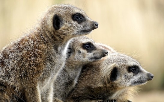 5 Meerkats at Philadelphia Zoo Dead; Officials Suspect They Consume Toxic Substance From Animal Dye