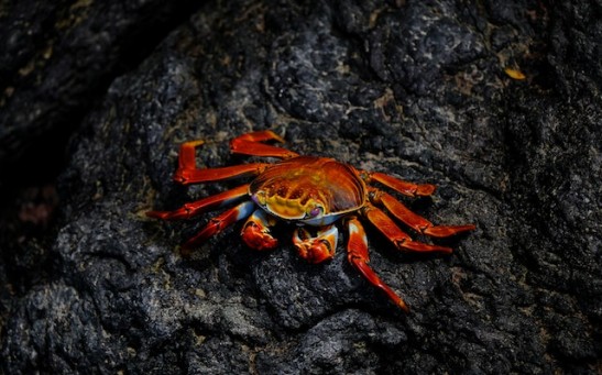 Crabs Have Evolved at Least 5 Times in 250 Million Years; Crabbiness Lost in Repeated Evolution