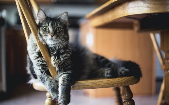 Average Lifespan of Cats: How Long Can a Feline's Nine Lives Last?