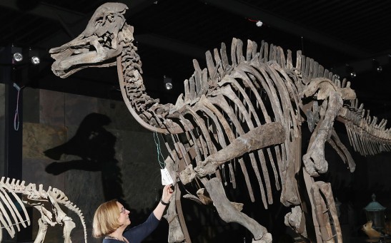 Dinosaur Skeletons For Auction At The Emmen Zoo Natural History Collection Sale