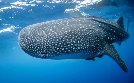 Whale Shark Exhibits Bottom-Feeding Behavior, Revealing Unknown Traits of the Giant Fish