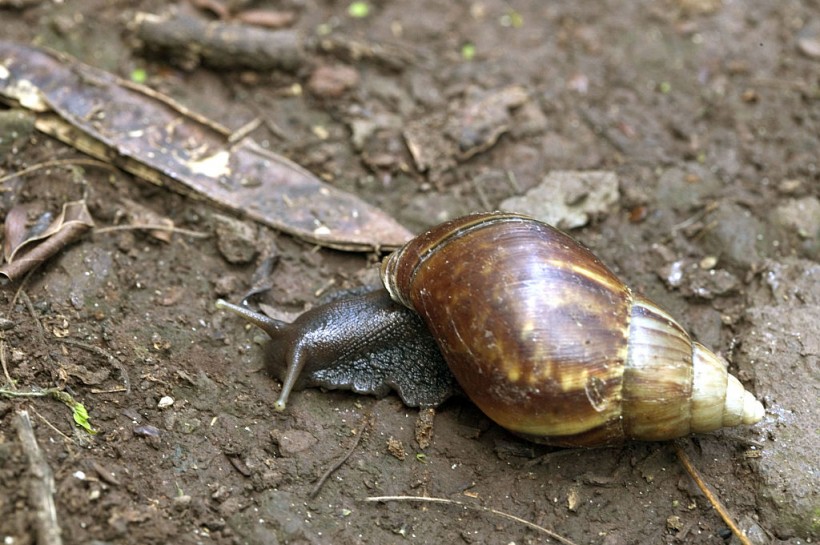 Giant African Land Snails Pose Danger To Health And Environment