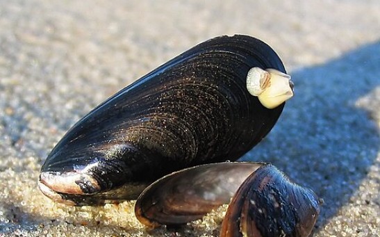 Mussel Shells Show Resistance Against Fatigue, Hold the Key to Smash-Proof Smartphones