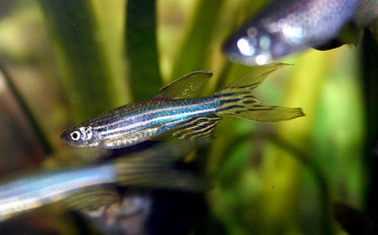 Regenerative Properties of Zebrafish Show Potential in Treating Retinal Deterioration