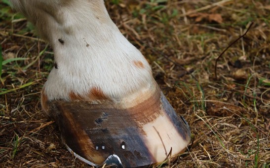 Ancient Horses Shed Extra Toes, Embracing the Single Solid Hoof Seen Today