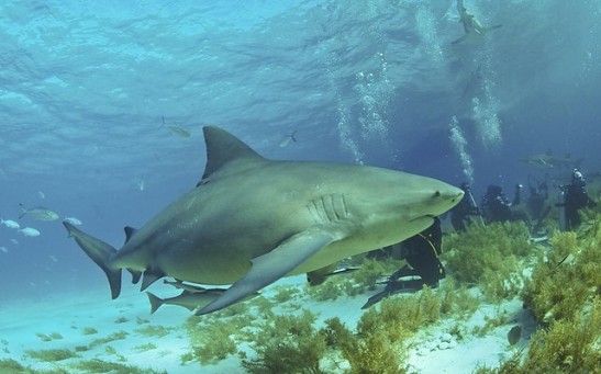 Bull Shark Pulls Fisherman Washing His Hand in Water at Everglades National Park in Florida [Watch]