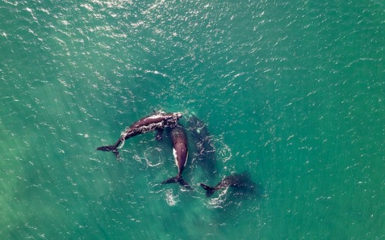 3 Killer Whales Attack Dutch Yacht, Hit the Rudders While Sailors Compete for 2023 Ocean Race