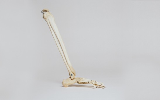 Leg bone
