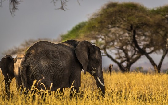Elephants Evolved to Develop Anti-Cancer Genes; The Secret Could be Found in Their Hot Testicles