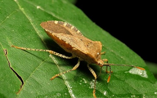 Squash Bugs Nymph Seek Out Adults’ Poop Looking for Essential Microbe Needed for Its Survival