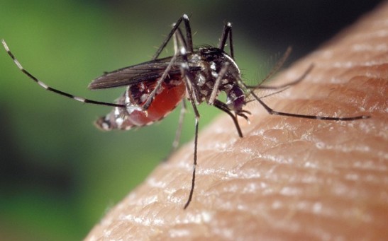 Mosquito Season Underway: Here are Effective Measures for Shielding Oneself from These Summer Pests