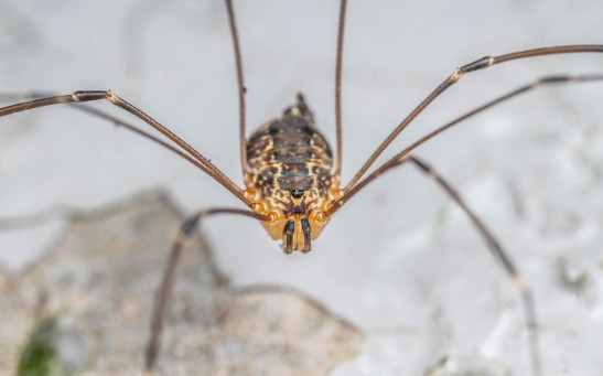 harvestman