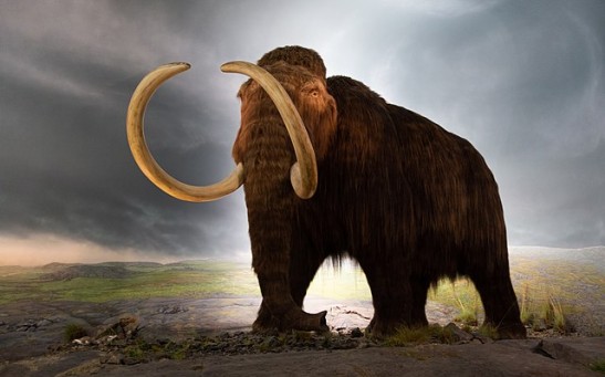 Belgian Company Paleo Wants to Make Woolly Mammoth Burgers From Extinct Animals' DNA