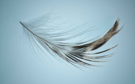 feather