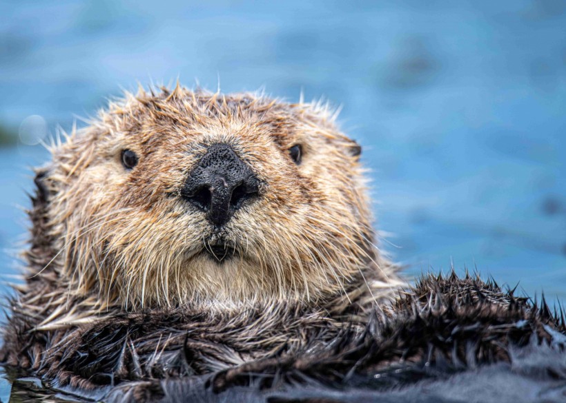 Monterey Bay Knives Sea Otter Voted Best High-End Folder 2021
