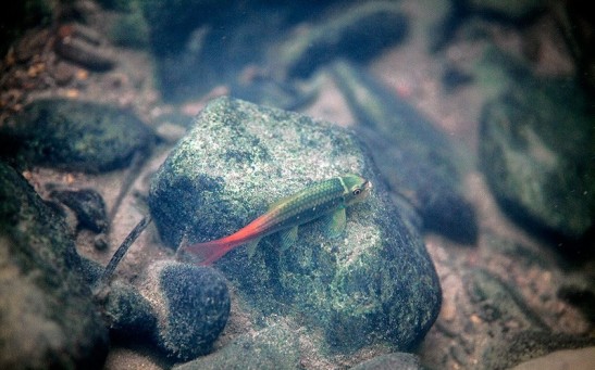 Hidden in Plain Sight: Redtail Garra Fish Emerges as New Species, Defying Conventional Perception