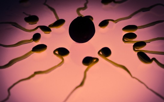 sperm and egg cells
