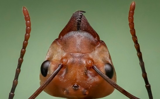 Why Are Ant Bites So Painful? Unveiling the Fascinating Behaviors of Its Crafty Jaws and Stingers