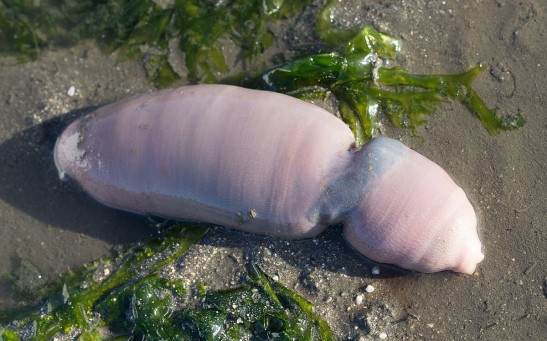 Thousands of Bizarre 'Penis Fish' Wash Up on Argentine Beaches After Storm; Fishermen Flock to Grab These Greatly Sought-After 10-Inch Sea Worms