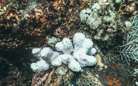 Curcumin Shows Promising Results in Shielding Coral from Climate Change-Induced Damage