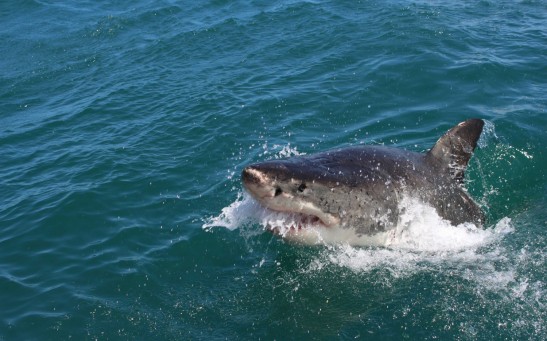 Cocaine Sharks: Scientists Think These Apex Predators Could Be Feasting on Bales of Drugs Dumped in the Ocean