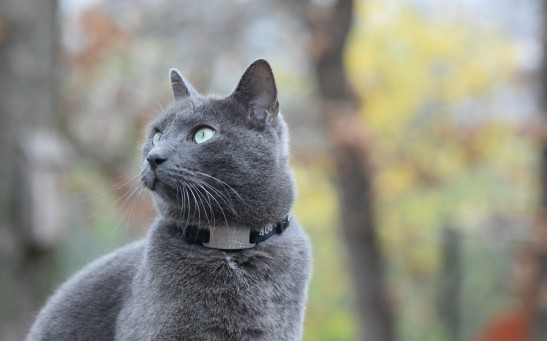Four-Eared Cat Born With Genetic Mutation; How Does This Condition Affect Feline Hearing Mechanism?