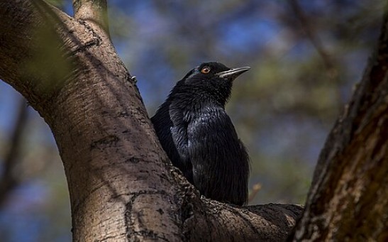  Unique Egg Signatures Help Drongos Reject Imposters in Their Nest and Avoid Getting Tricked by African Cuckoo