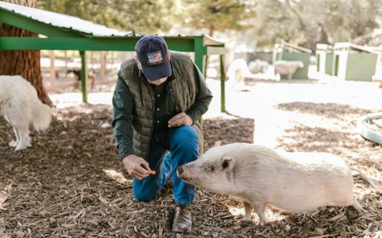 Human-Pig Hybrid: Why Do Scientists Develop Chimeras?