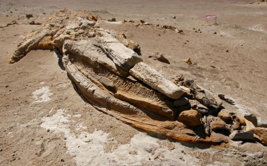 The fossilized jaw of a whale lies on th