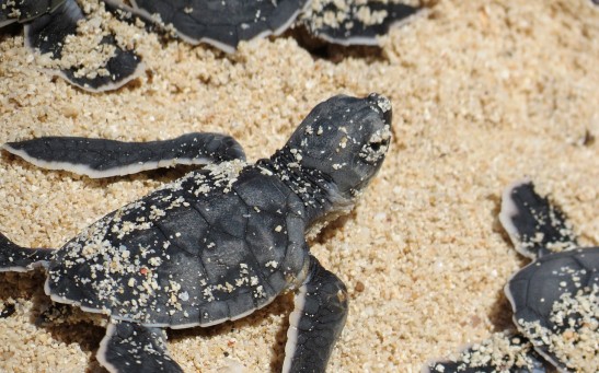 Baby Sea Turtles Embark on Their Journey: A Tale of Survival and Resilience
