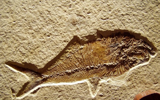 Scientists Discover 319-Million-Year-Old Fossilized Fish Brain - Frost  Science