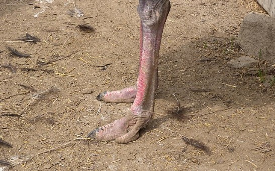 Ostrich People Mystery Solved: Doma Tribe Members' Deformed Feet Enabling Them to Climb Trees Faster Not Due to Evolution But Genetic Mutation 