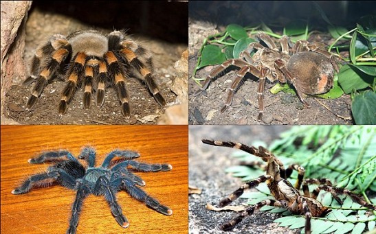 New Tarantula Species With Golden Hairs Discovered in Iran Through Social Media [See Photo]
