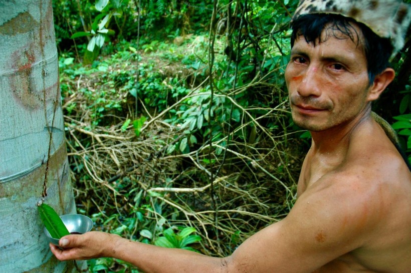 Shaman Healer in Peru, collecting the sap of a Croton lechleri tree.