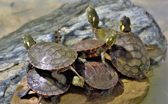 26 People Afflicted Across 11 States in Salmonella Outbreak Linked to Small Turtles; Illegal Sales Continue Despite Ban