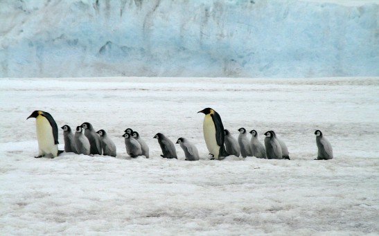Devastating Die-Off of Emperor Penguin Chicks Linked to Unprecedented Sea Ice Decline in West Antarctica