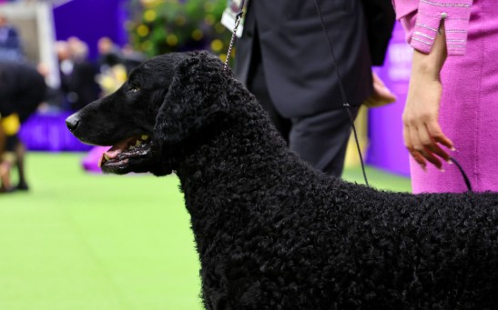 147th Annual Westminster Kennel Club Dog Show Presented by Purina Pro Plan