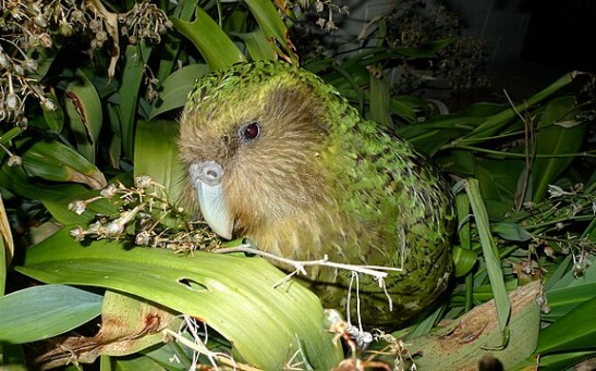 Endangered Kākāpō Parrots Endemic to New Zealand Have Had Their Genomes Sequenced; DNA Could Help Save  Flightless Birds From Extinction