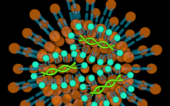 COURIER RNA Export System Enables Researchers to Follow Cellular Processes, Shows Potential in Allowing New Therapeutic Strategies