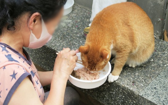 Why Do Cats Love Tuna? Umami Taste Receptors in Felines Explained