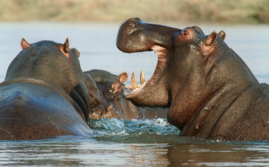 Hippos