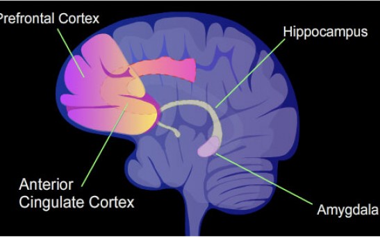 Blood Clotting Proteins From COVID Could Help Predict, Diagnose, Possibly Treat Long-Term Brain Fog