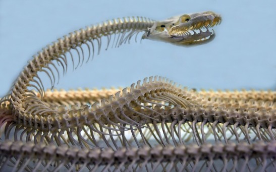 How Do Snakes Move? Unraveling the Mysteries of Serpentine Locomotion
