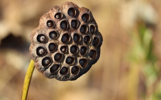 Lotus Seed Pod: What Is It? Uses & Benefits