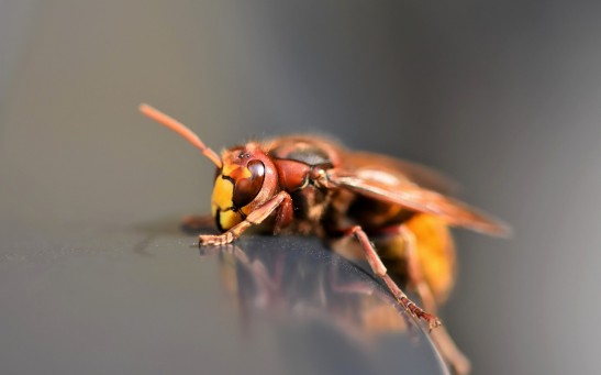 What Do Wasps Do for the Environment? Unveiling the Unsung Heroes Essential to Nature